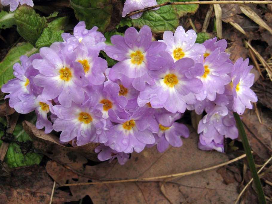 Примула кортузовидная Зибольда