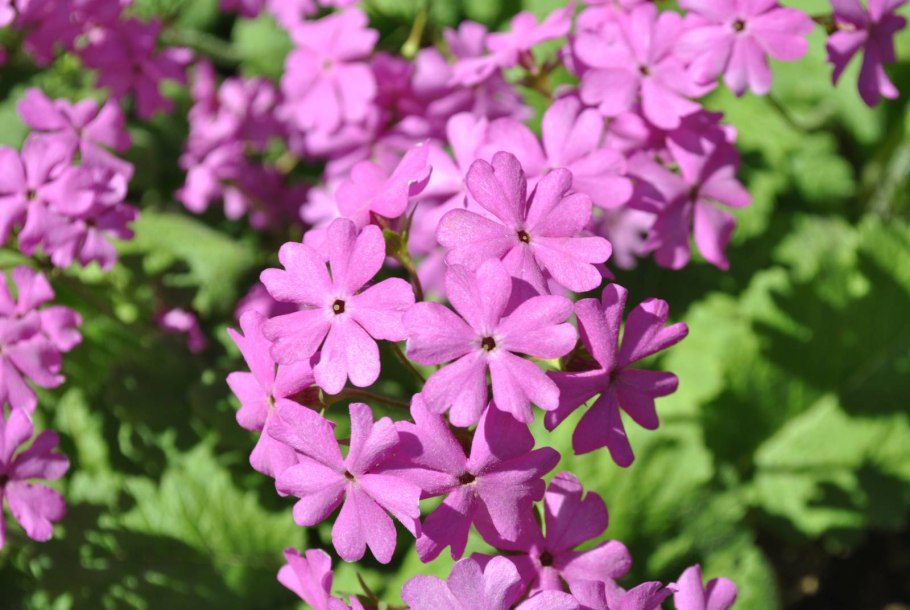 Первоцвет кортузовидный Primula cortusoides