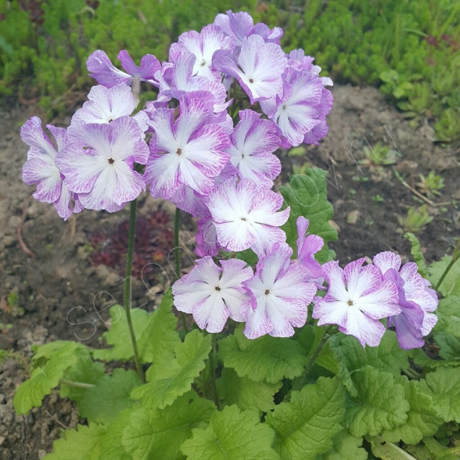 Примула Скальная
