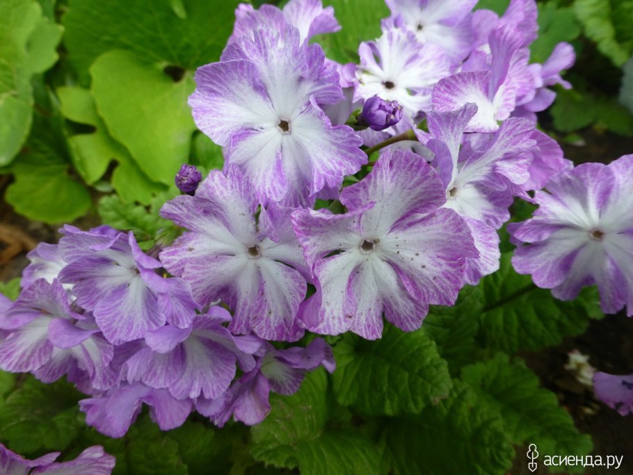 Первоцвет (примула) весенний цветок фиолетовый