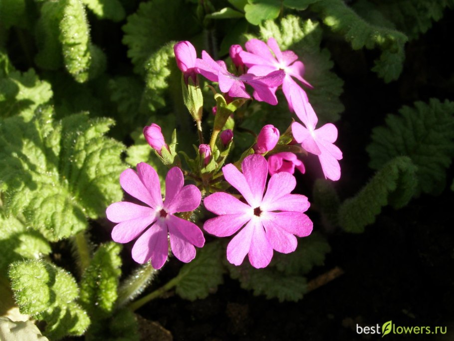 Примула Скальная