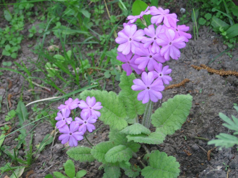 Сибирские первоцветы