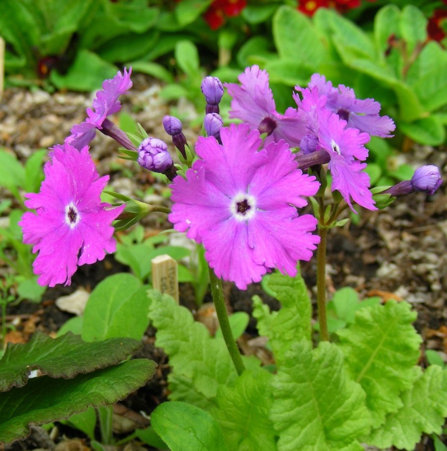 Примула Зибольда