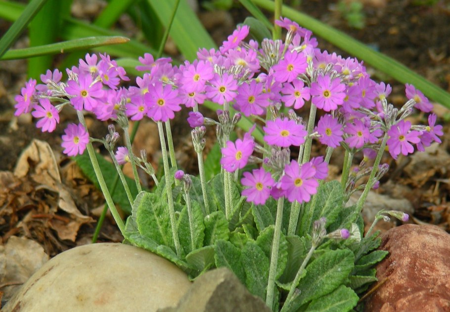 Примула Зибольда Кумор