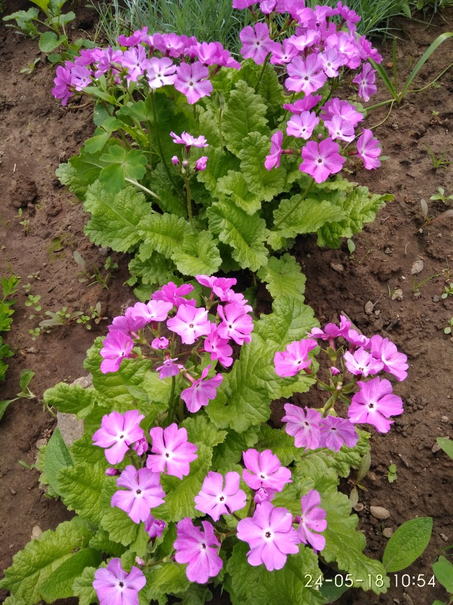 Примула кортузовидная