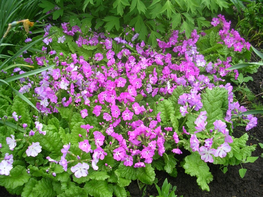 Первоцвет поникающий (Зибольда)