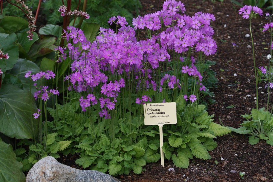 Примула кортузолистная