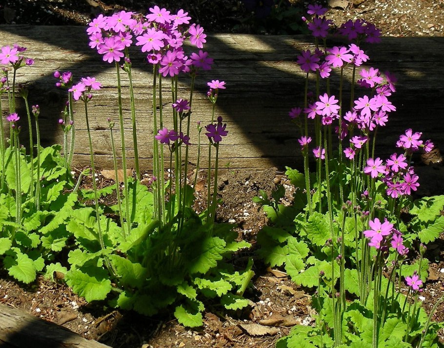 Примула Скальная Primula saxatilis