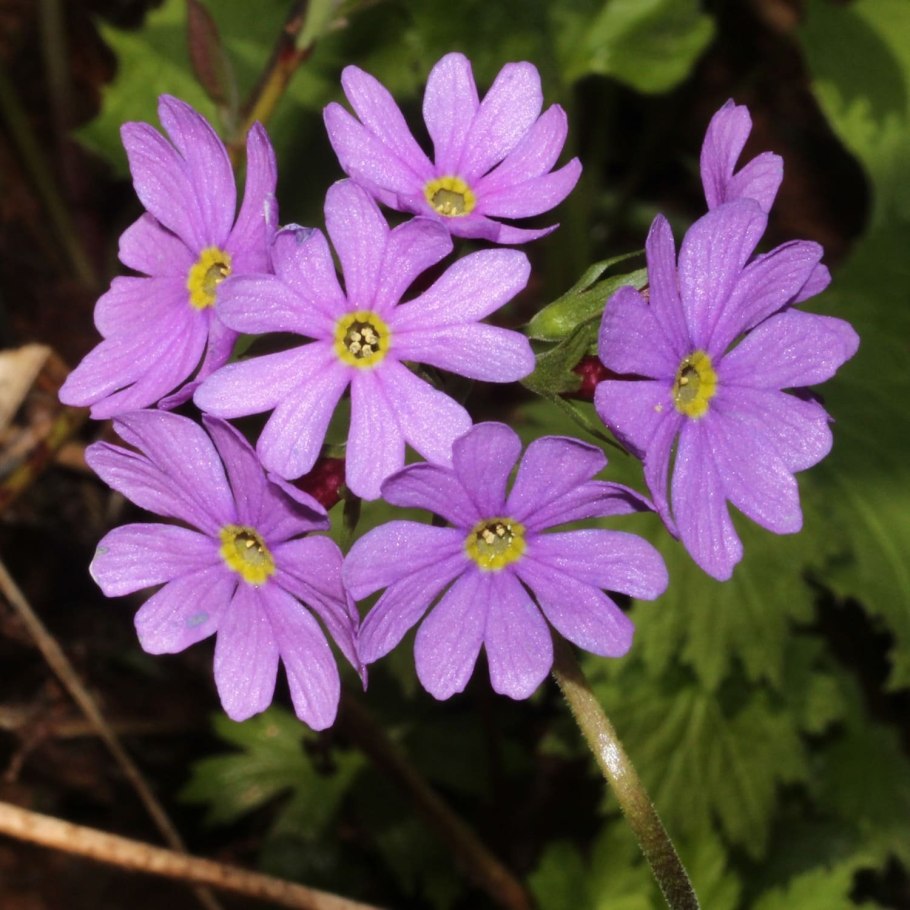Примула Зибольда розовая