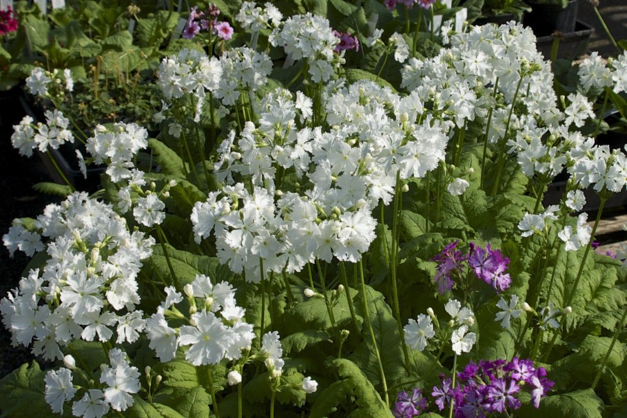 Примула Зибольда "Sangosho" Primula sieboldii "Sangosho"