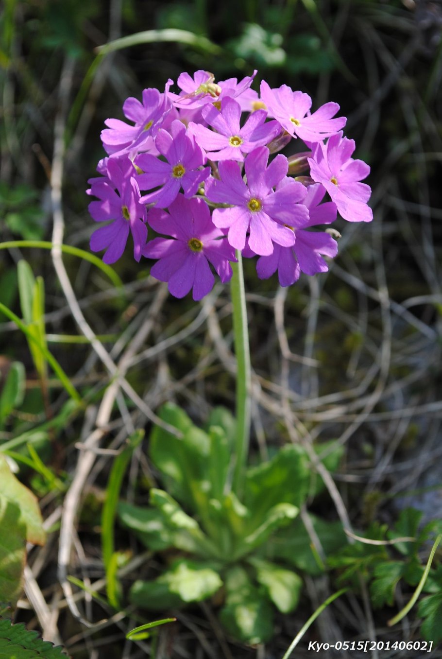 Примула остролистная