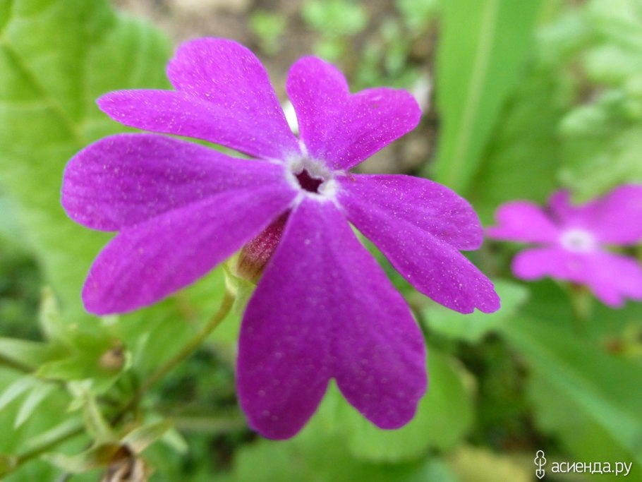 Примула кортузовидная