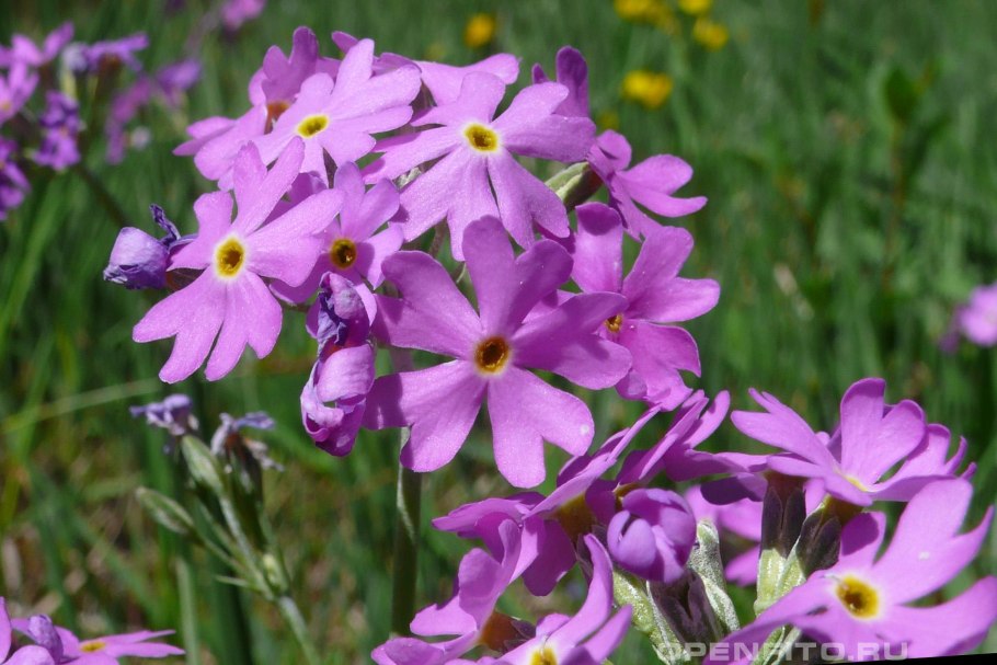 Примула кортузовидная Зибольда