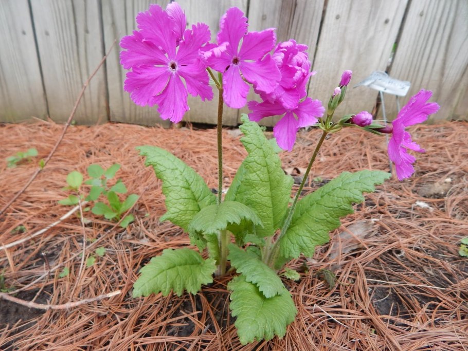 Примула кортузовидная фото на клумбе