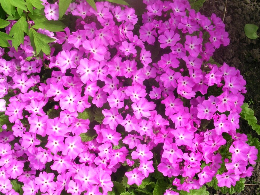 Примула розовая