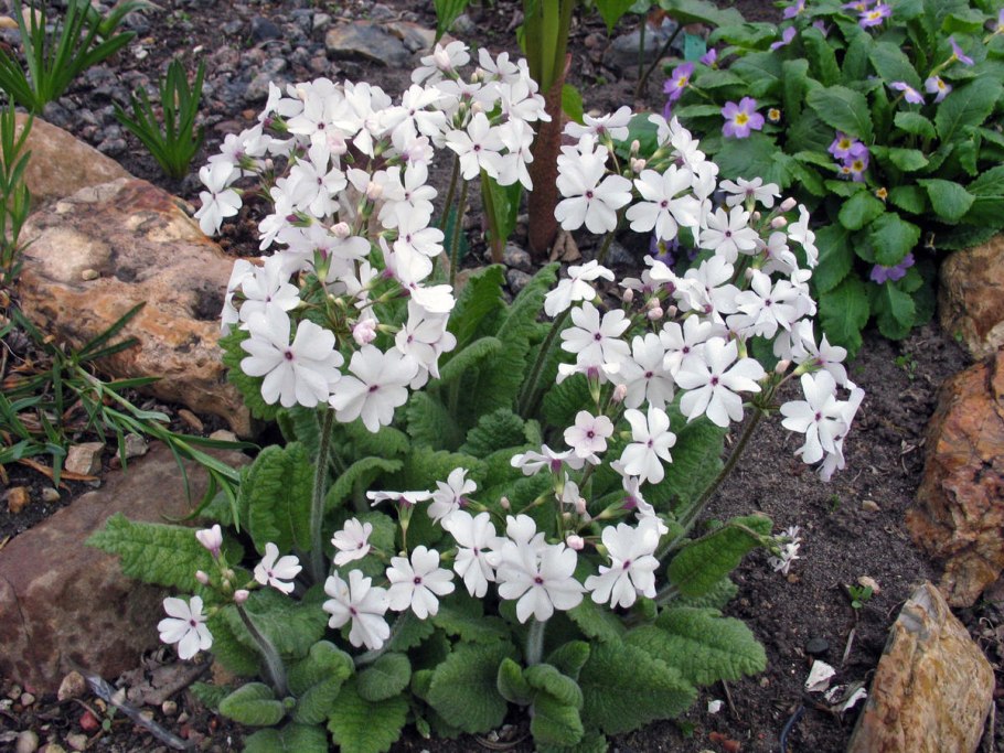 Примула длинноножковая