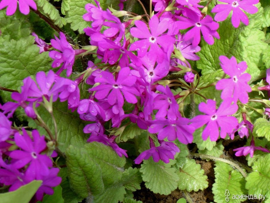 Примула Зибольда