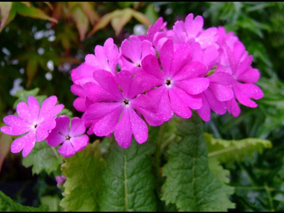 Примула мелкозубчатая Lilac