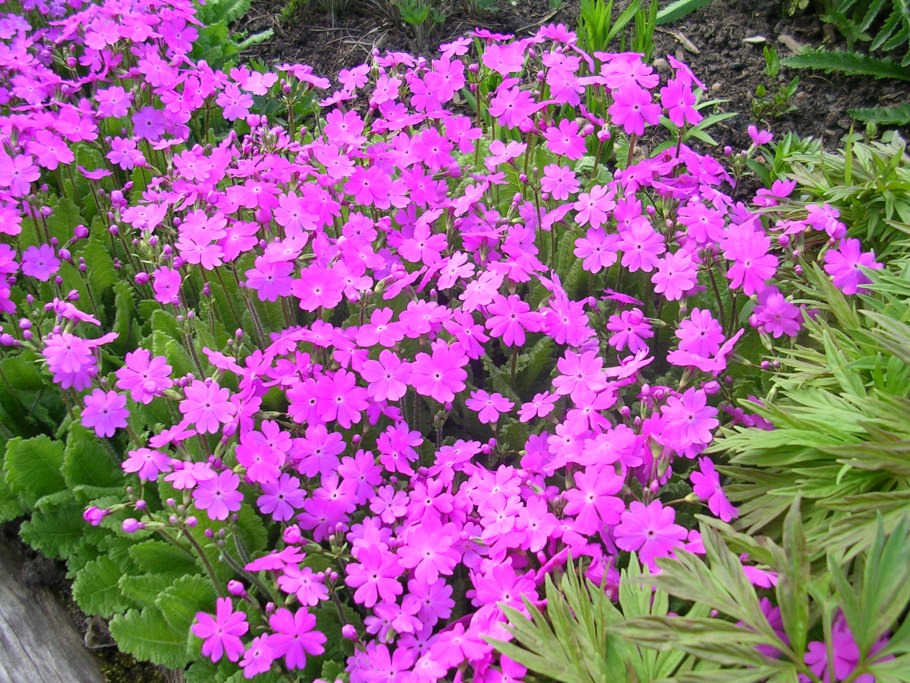 Примула кортузолистная