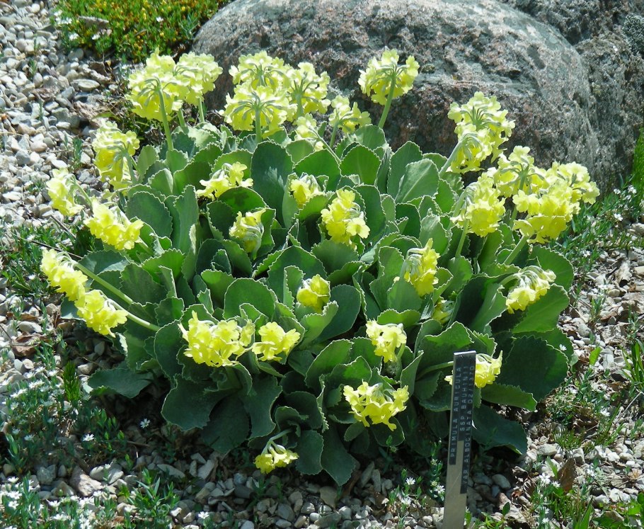 Первоцвет Зибольда