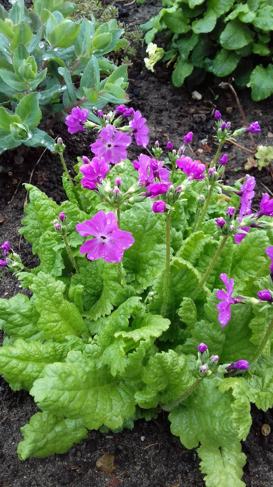 Желтуха примулы