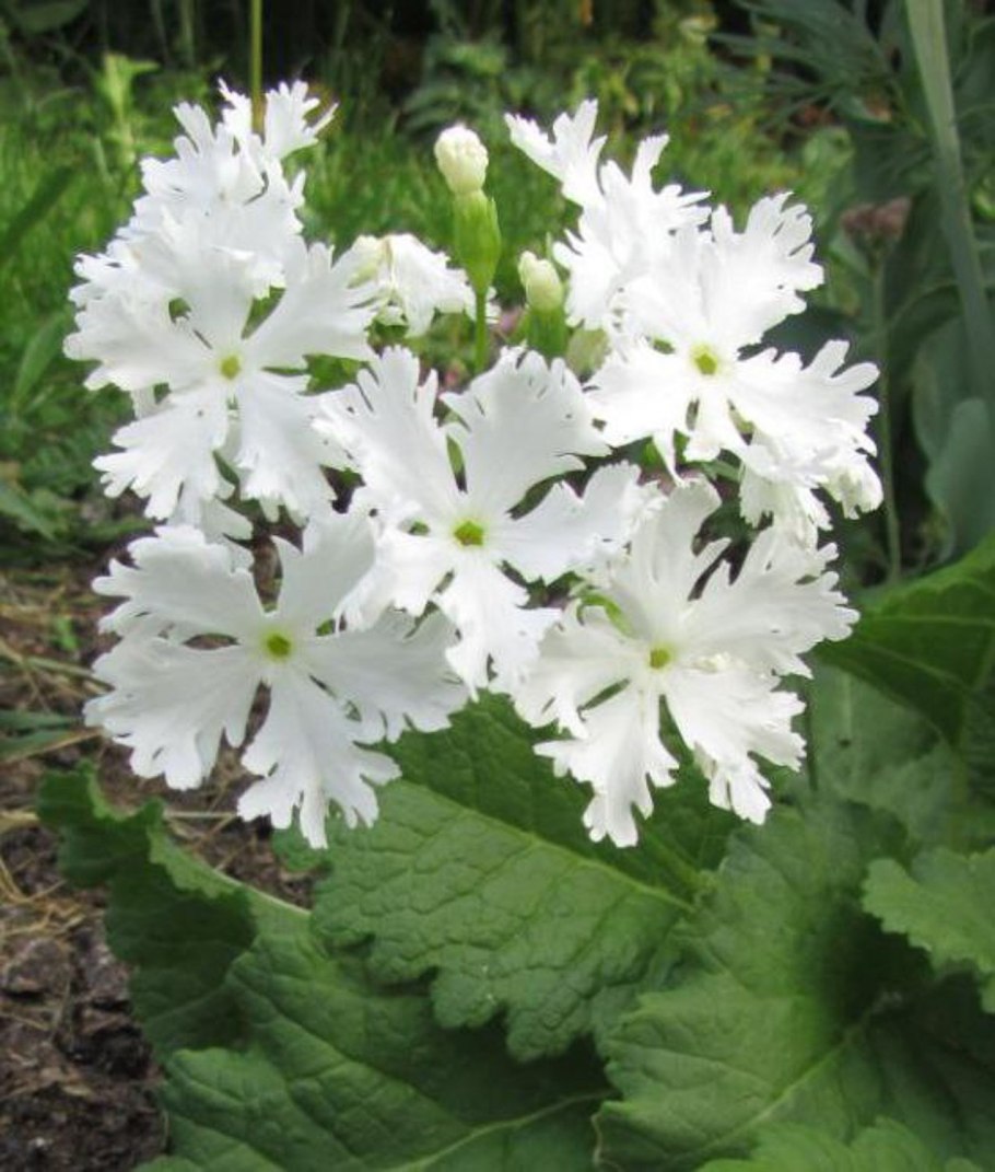 Примула длинноножковая