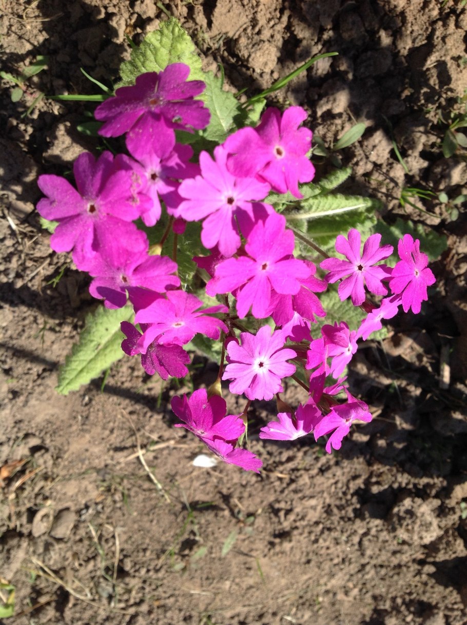 Первоцвет мучнистый