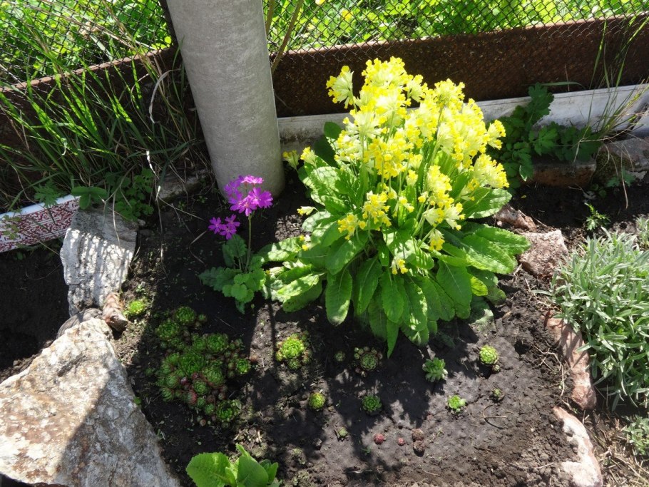 Примула Сибирская