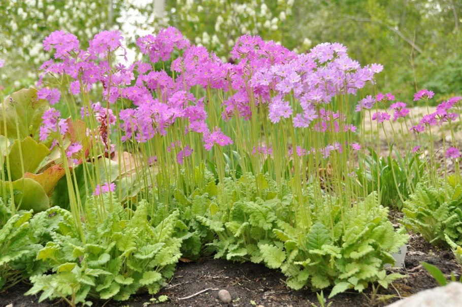 Примула Зибольда