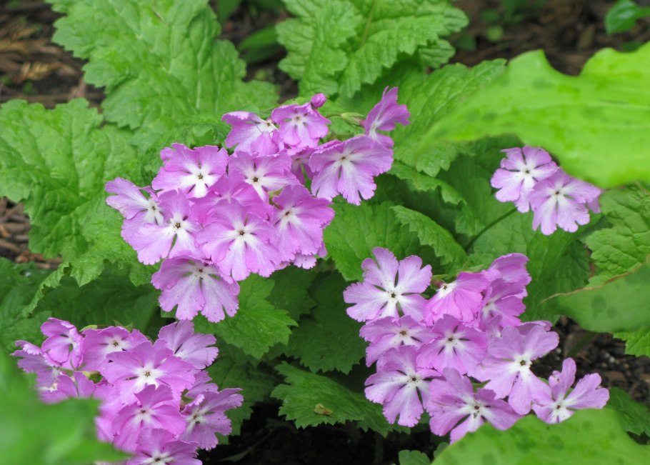 Примула кортузовидная фото