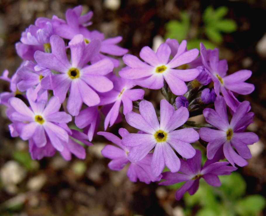 Первоцвет мучнистый