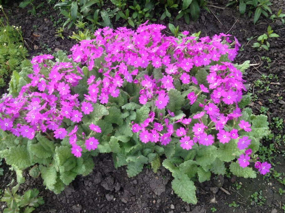 Примула кортузовидная примула Зибольда