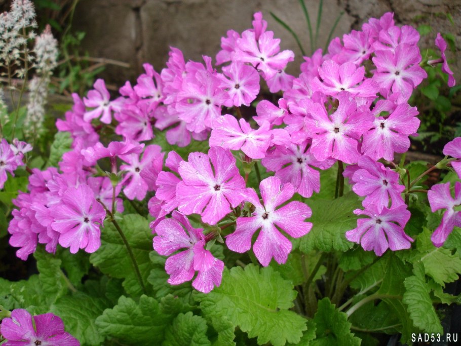 Примула зибольда