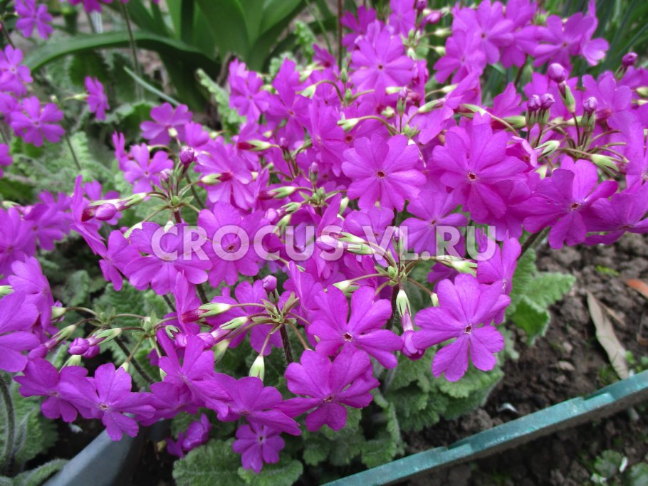 Примула кортузовидная