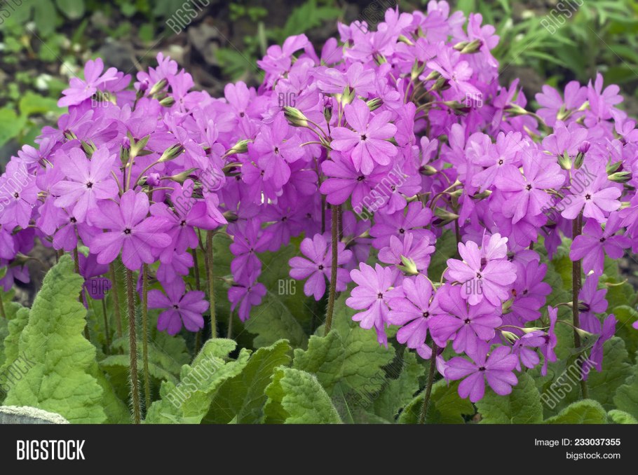 Примула Зибольда розовая