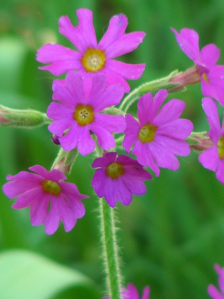 Примула мучнистая