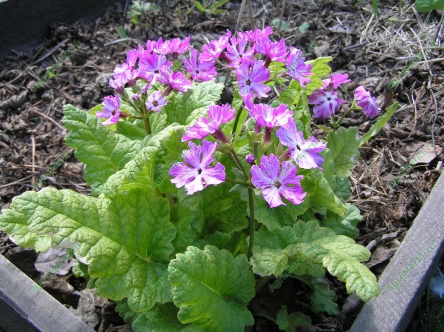 Примула Зибольда