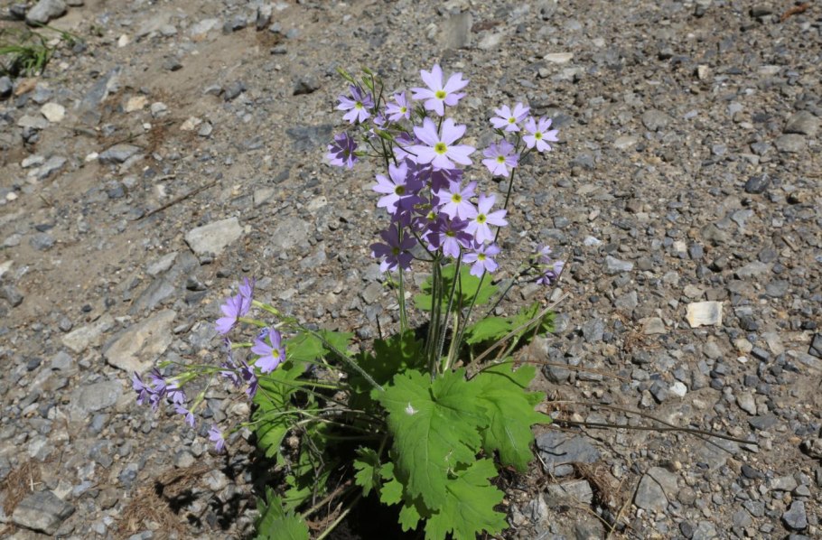 Примула Скальная Primula saxatilis