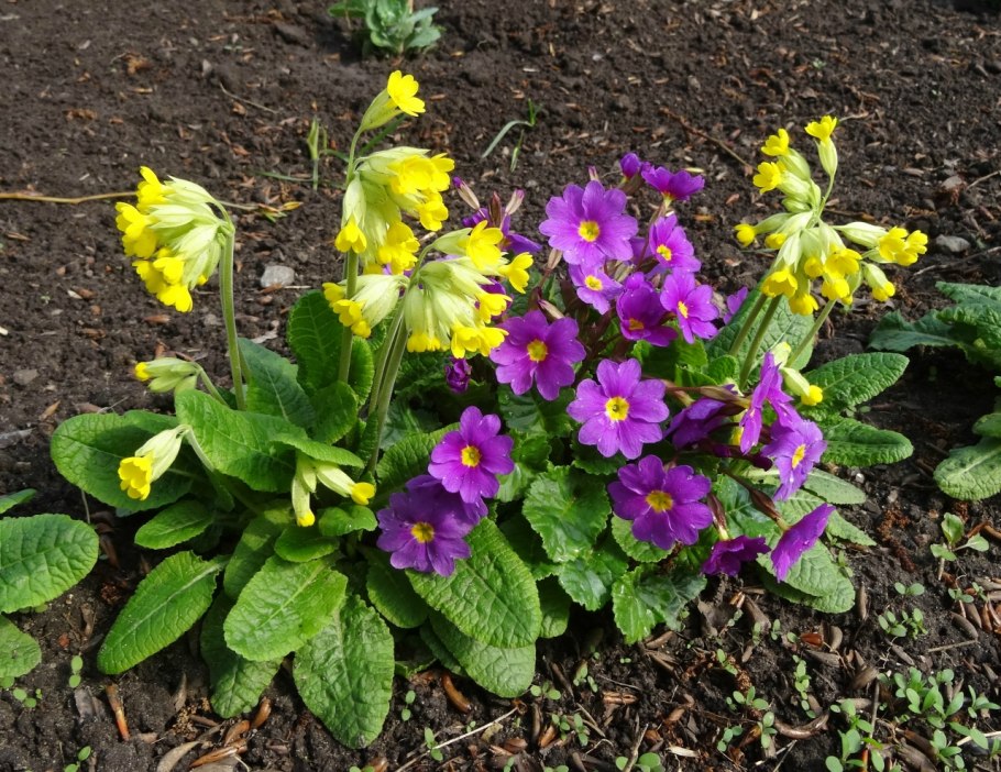 Примула кортузовидная