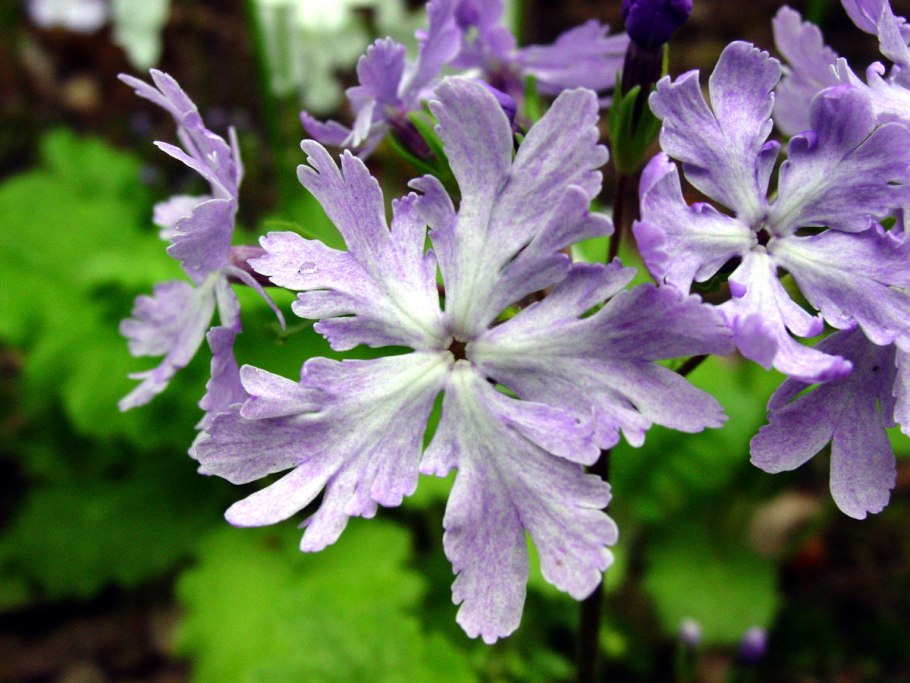 Примула фариноза