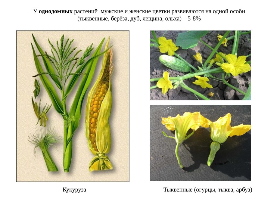 Клен ясенелистный сорняк