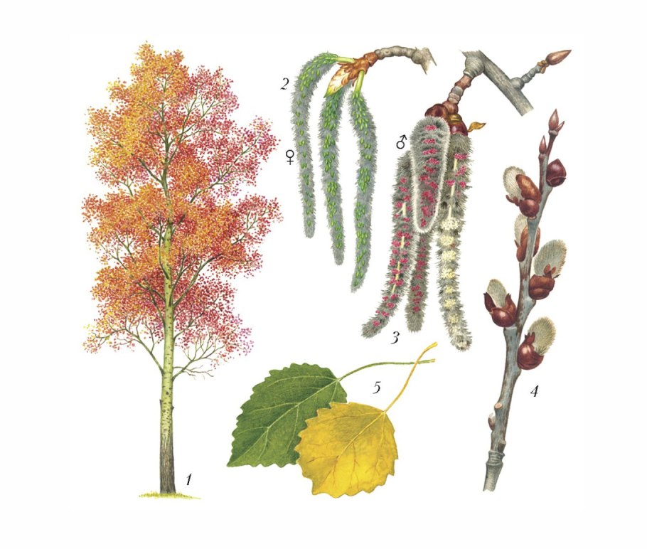 Artocarpus altilis фрукт