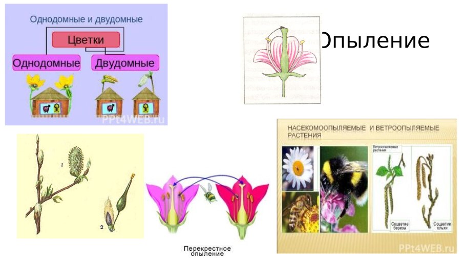 Цветки однодомные и двудомные обоеполые