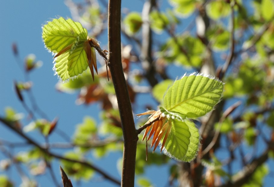Chestnut Flower is