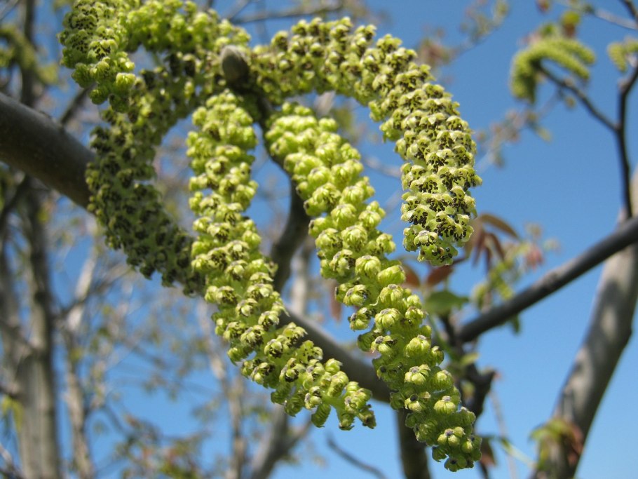 Carya ILLINOINENSIS
