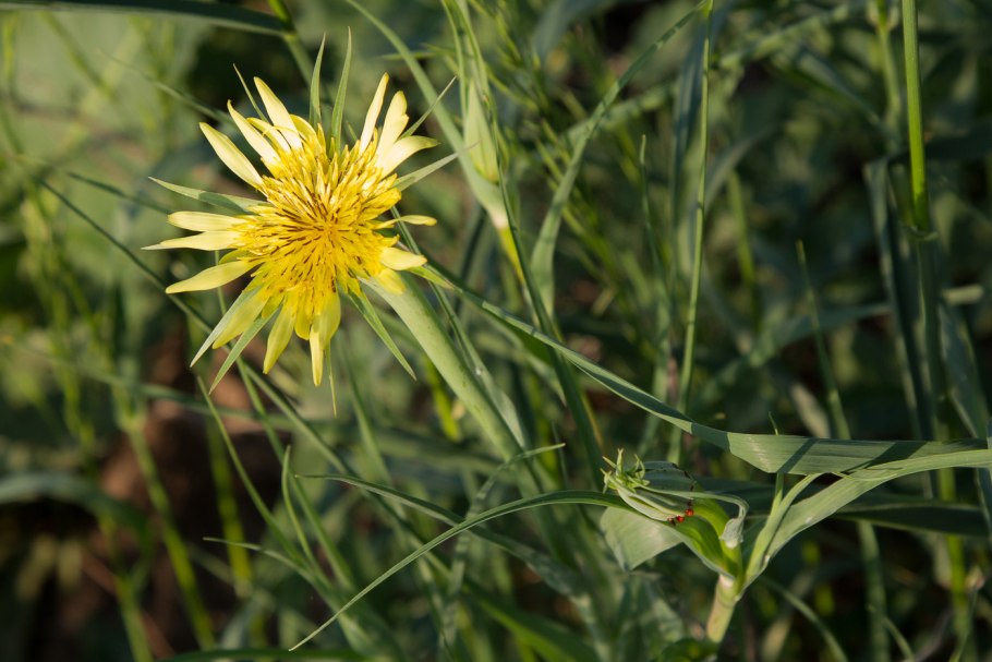 Козлобородник Луговой Tragopogon pratensis