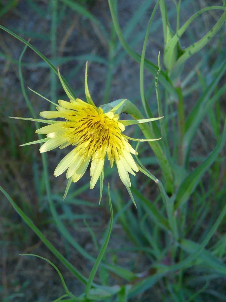 Tragopogon orientalis