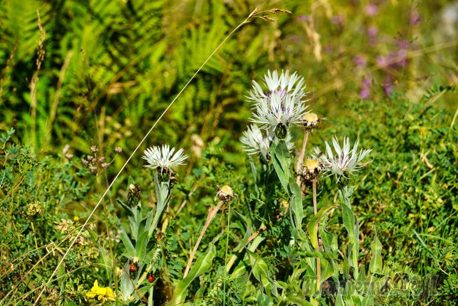 Centaurea cheiranthifolia