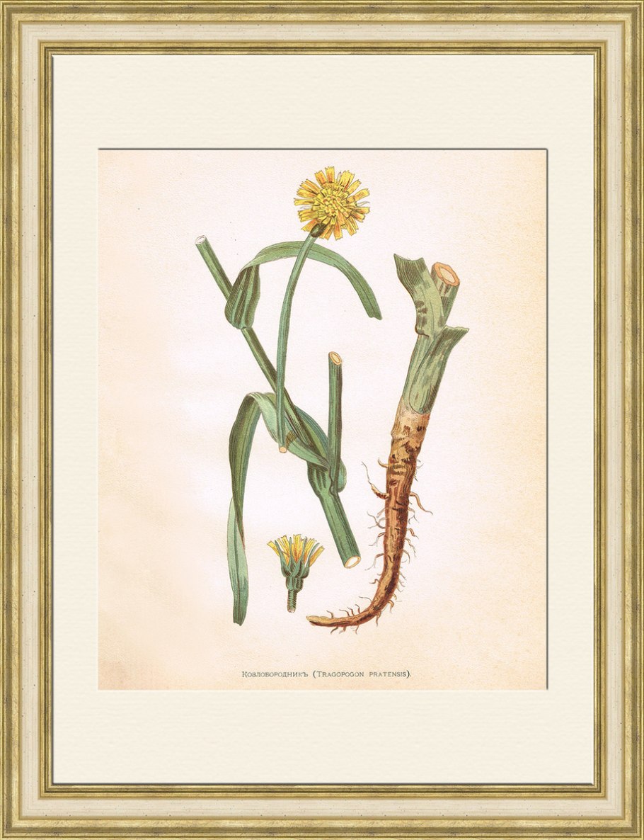 Ботаническая иллюстрация