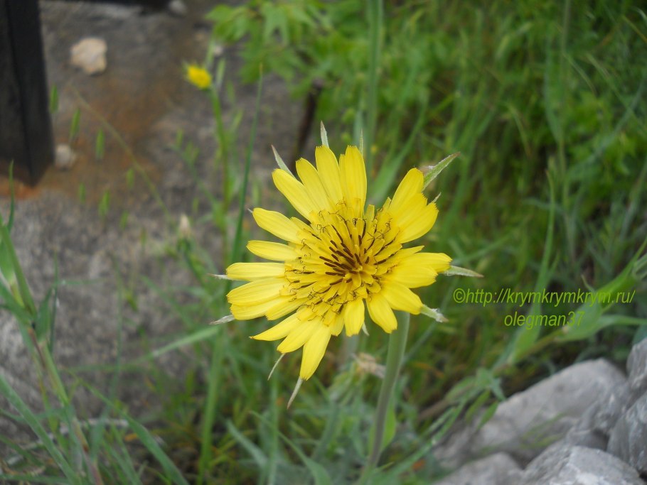 Козлобородник пореелистный